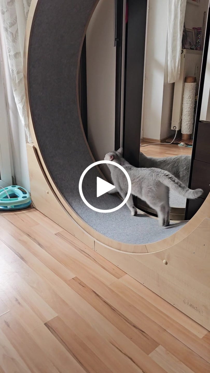 Customer video review of Sofort verfügbare Katzenlaufräder von ELMATO