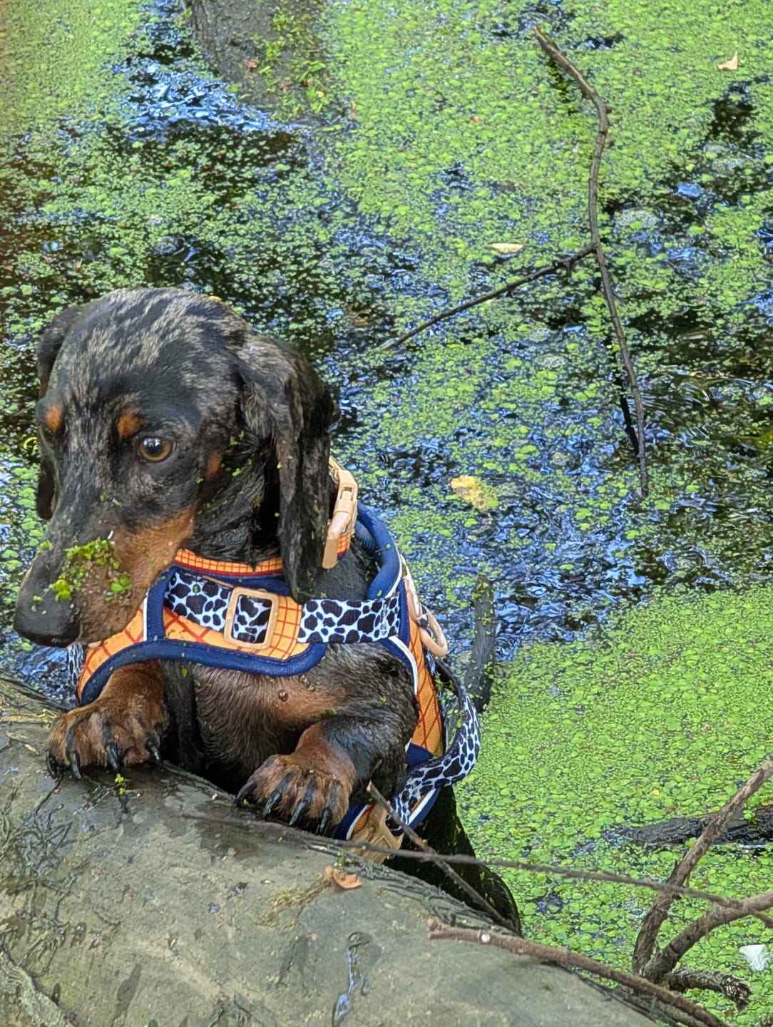 Customer photo review of Disney© Tough Trails™ Harness - Woody