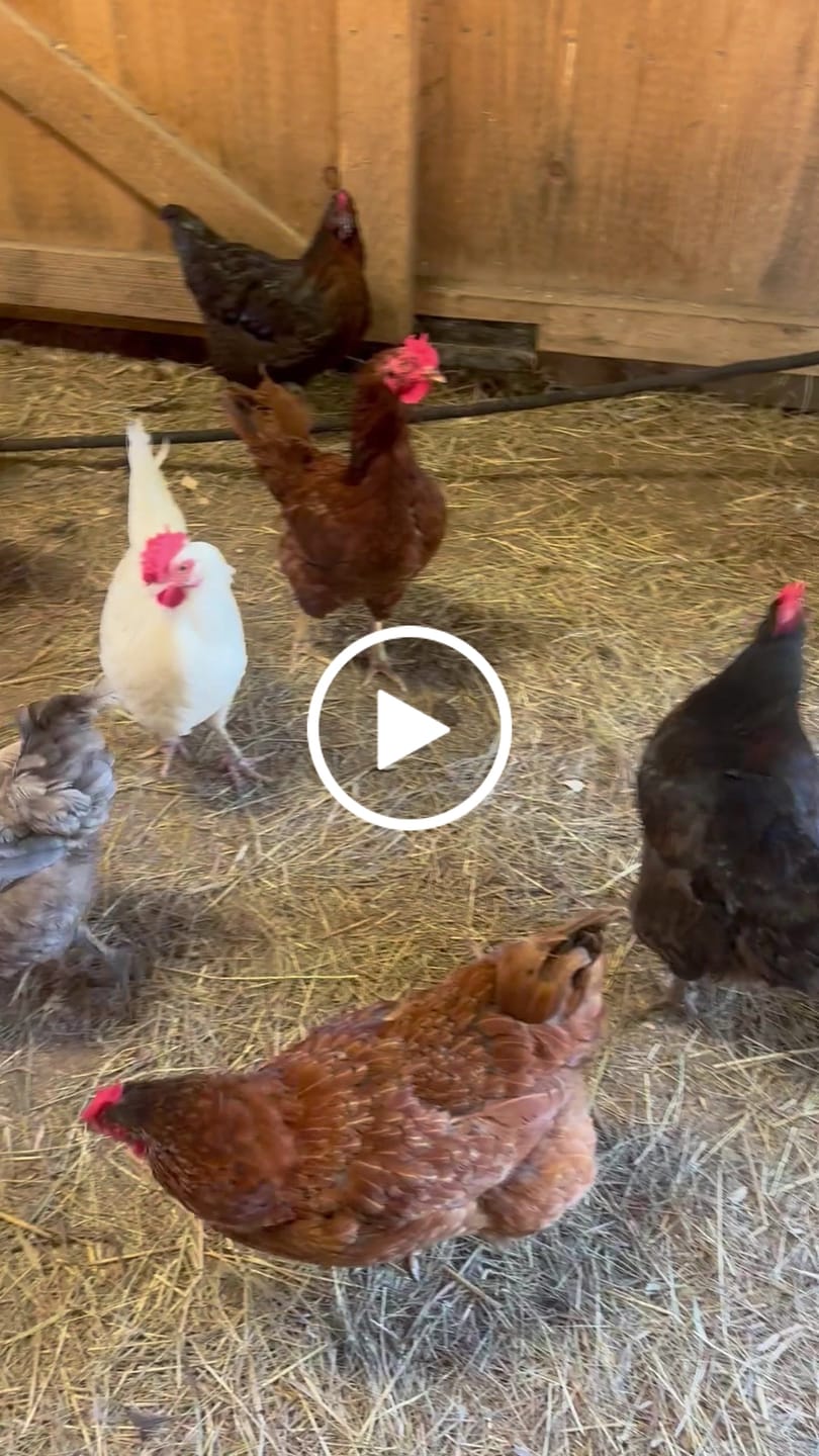 Customer video review of Nesting Herbs 3oz Bonus Pack