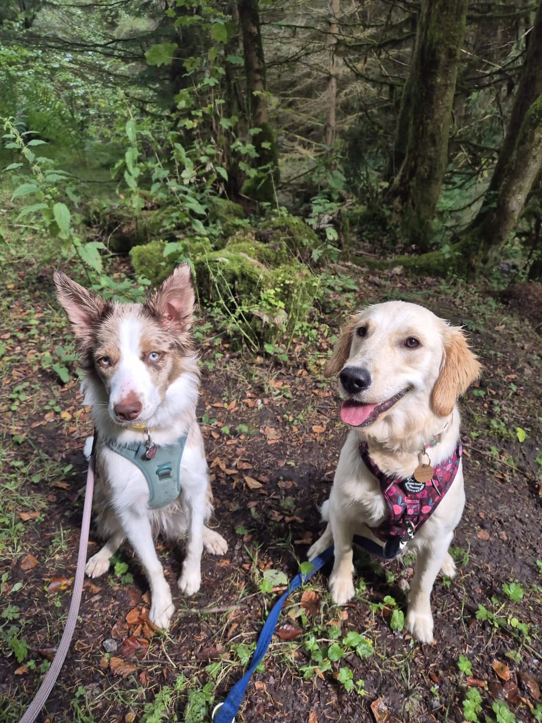 Customer photo review of Tough Trails™ Harness - Mable's Meadow
