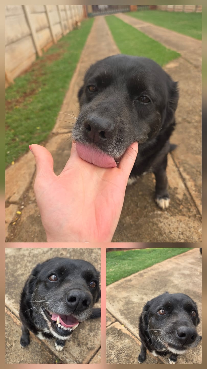 Customer photo review of Game Biltong Sticks (Dog Treats)