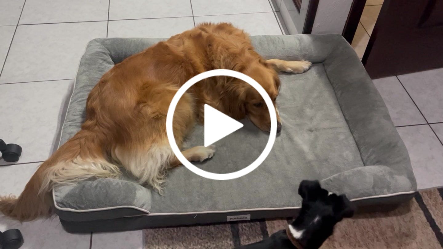 Customer video review of Cama Ortopédica para Perros