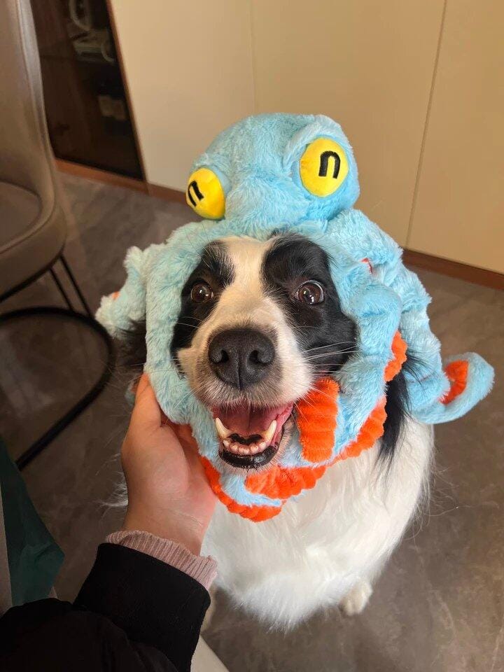 Customer photo review of Big Octopus - Interactive Plush Squeaky Dog Toy