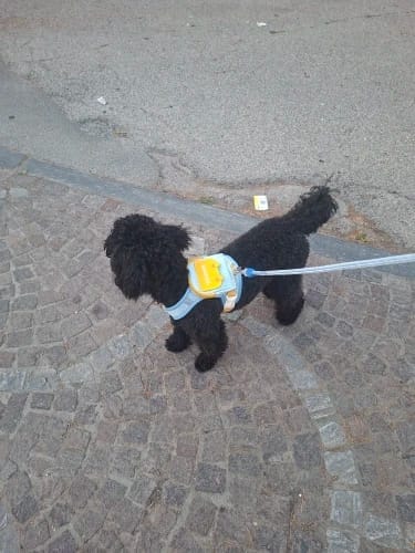 Customer photo review of WUFFLE™ Pet Backpack Harness