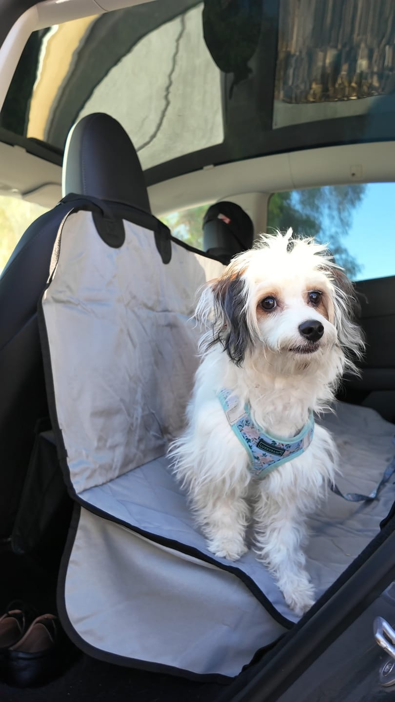 Customer photo review of Dog Rear Seat Cover with Hammock - Regular