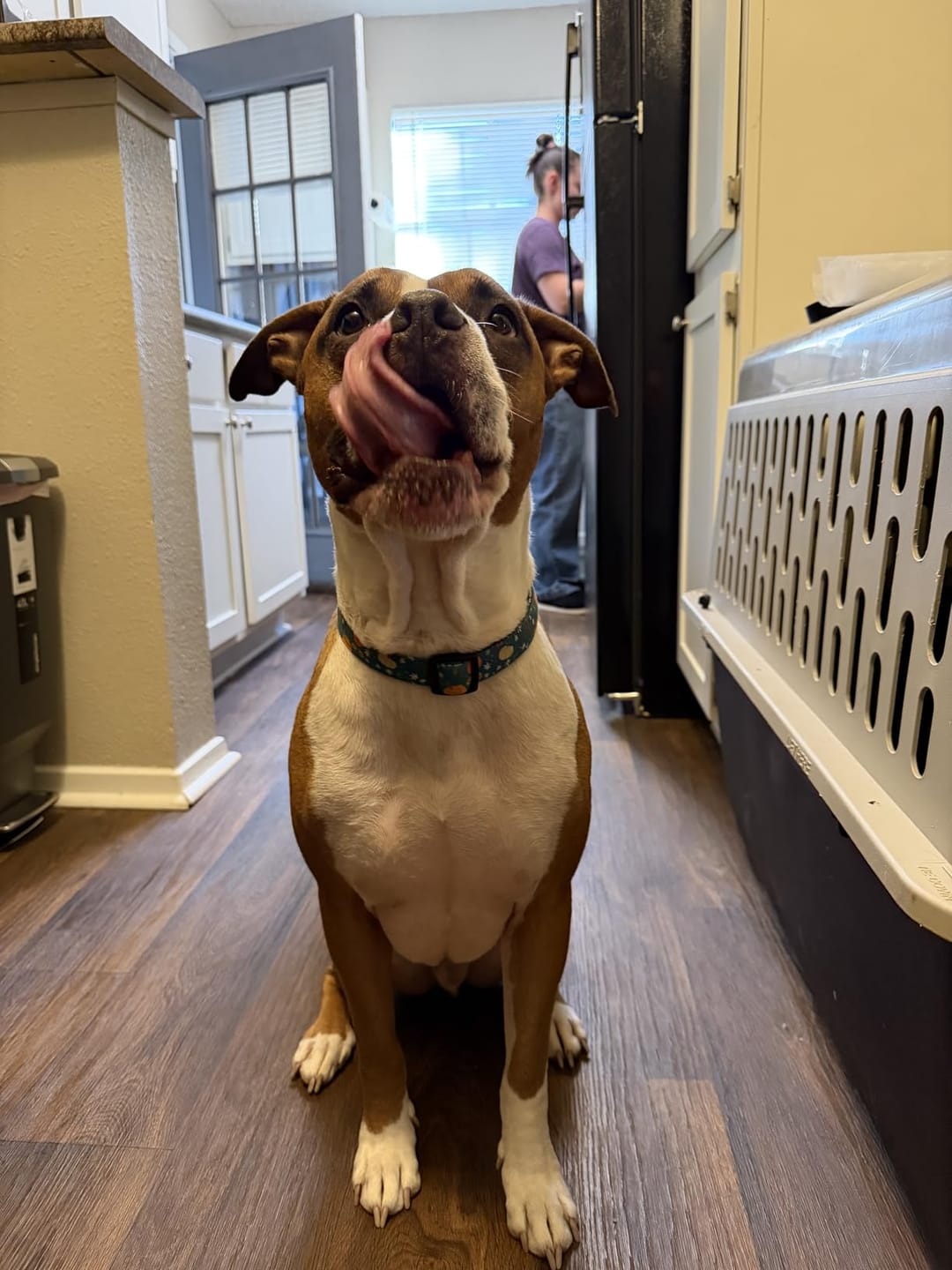 Customer photo review of Allergy & Gut Balance Chews for Dogs