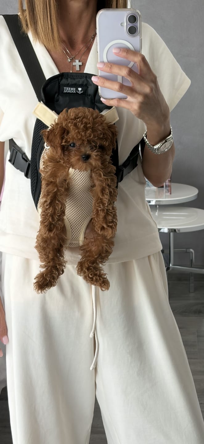 Customer photo review of Sweet Animal Pet&Go