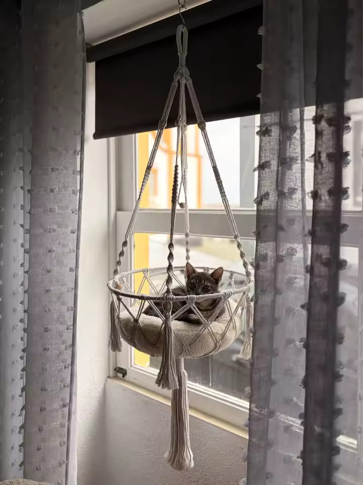 Customer photo review of Hammock Cat Bed