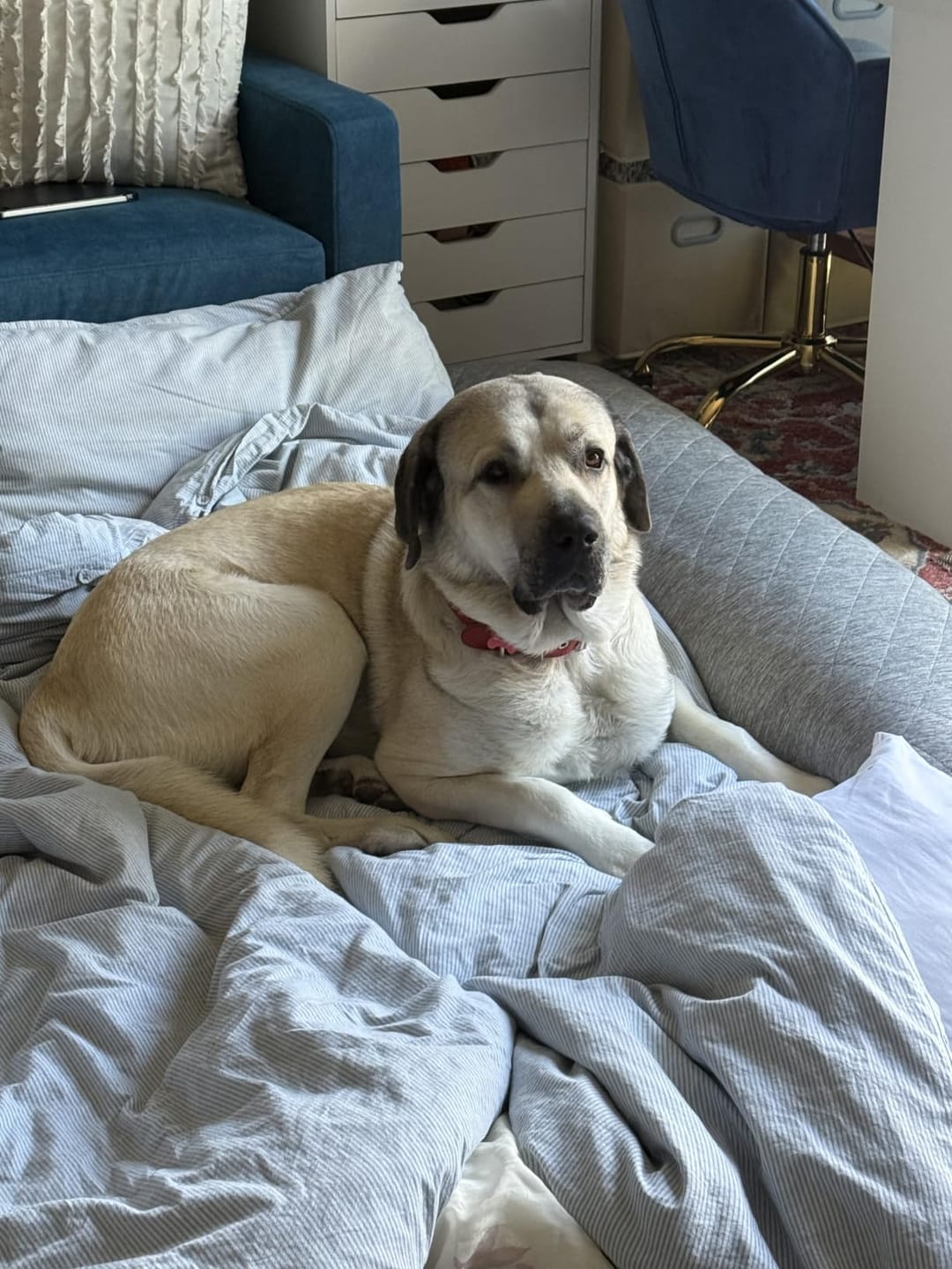 Customer photo review of Allergy & Gut Balance Chews for Dogs