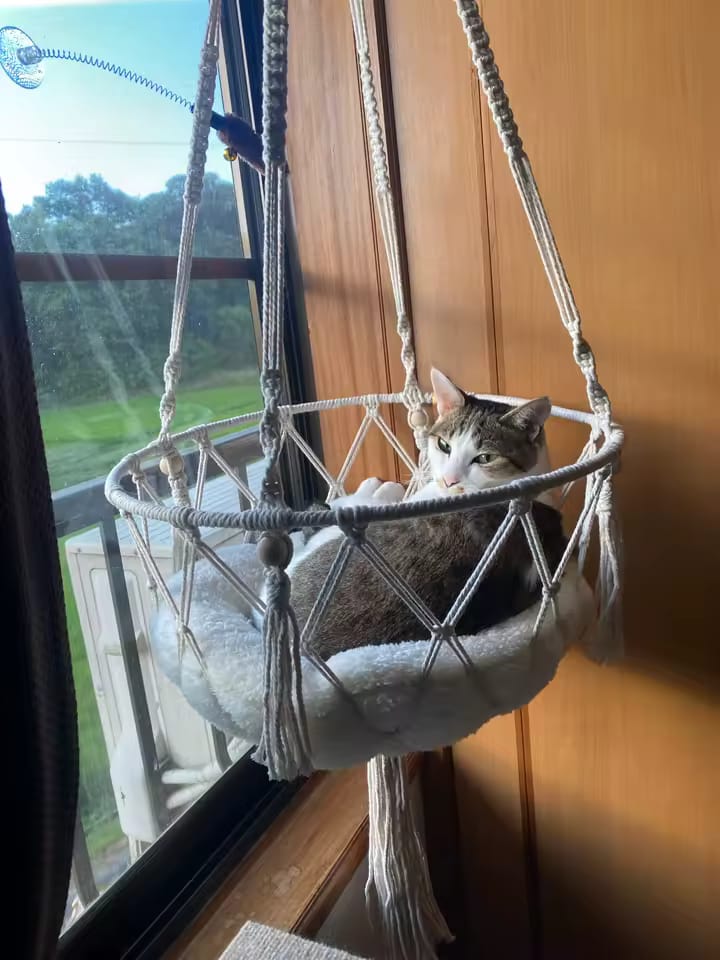 Customer photo review of Hammock Cat Bed