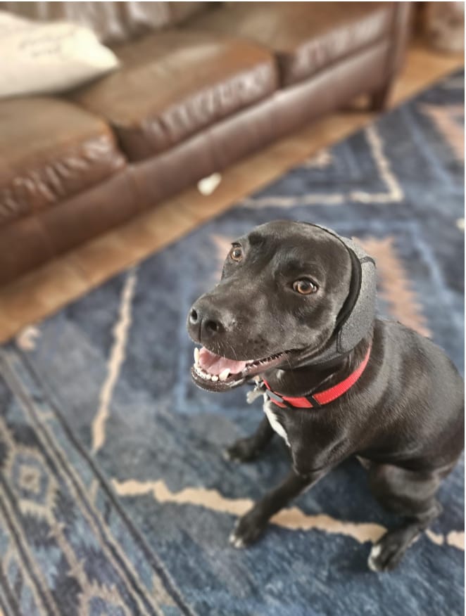 Customer photo review of Orejeras Calmantes Anti-Ansiedad para Perros