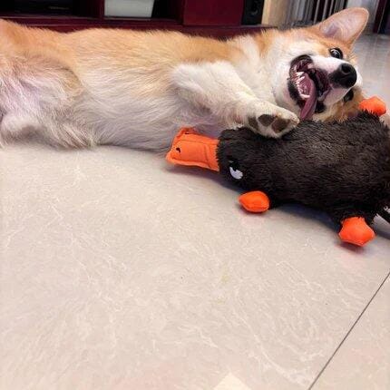 Customer photo review of Quacking Platypus - Interactive Plush Squeaky Dog Toy