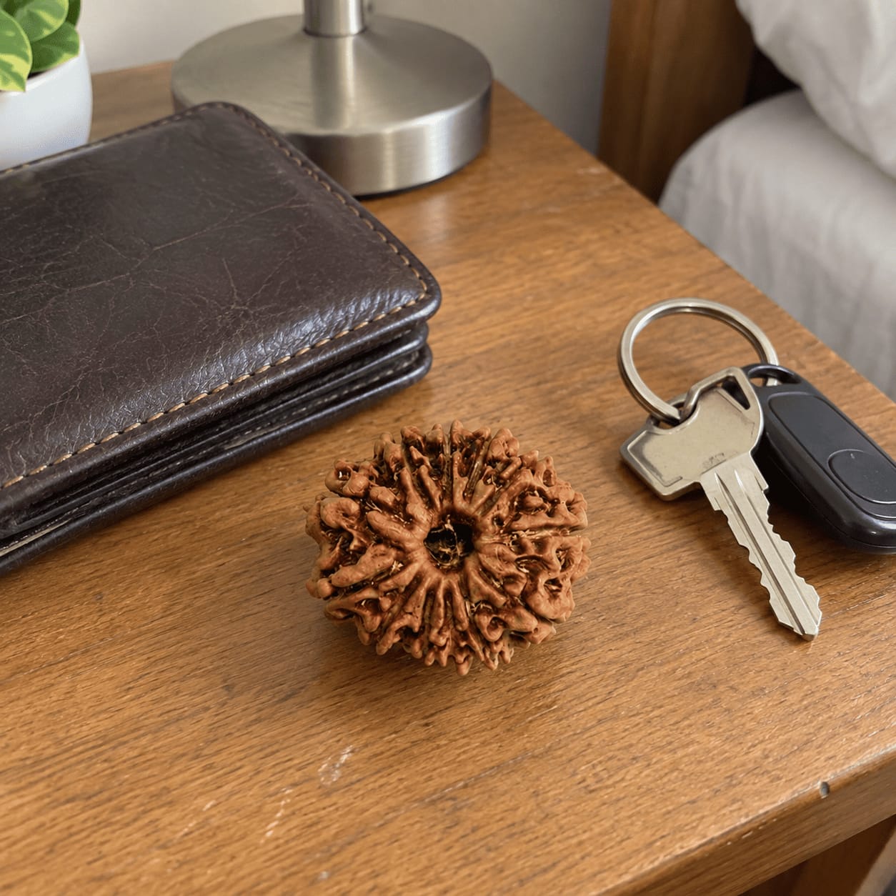 Customer photo review of 12 Mukhi Rudraksha (Nepali)
