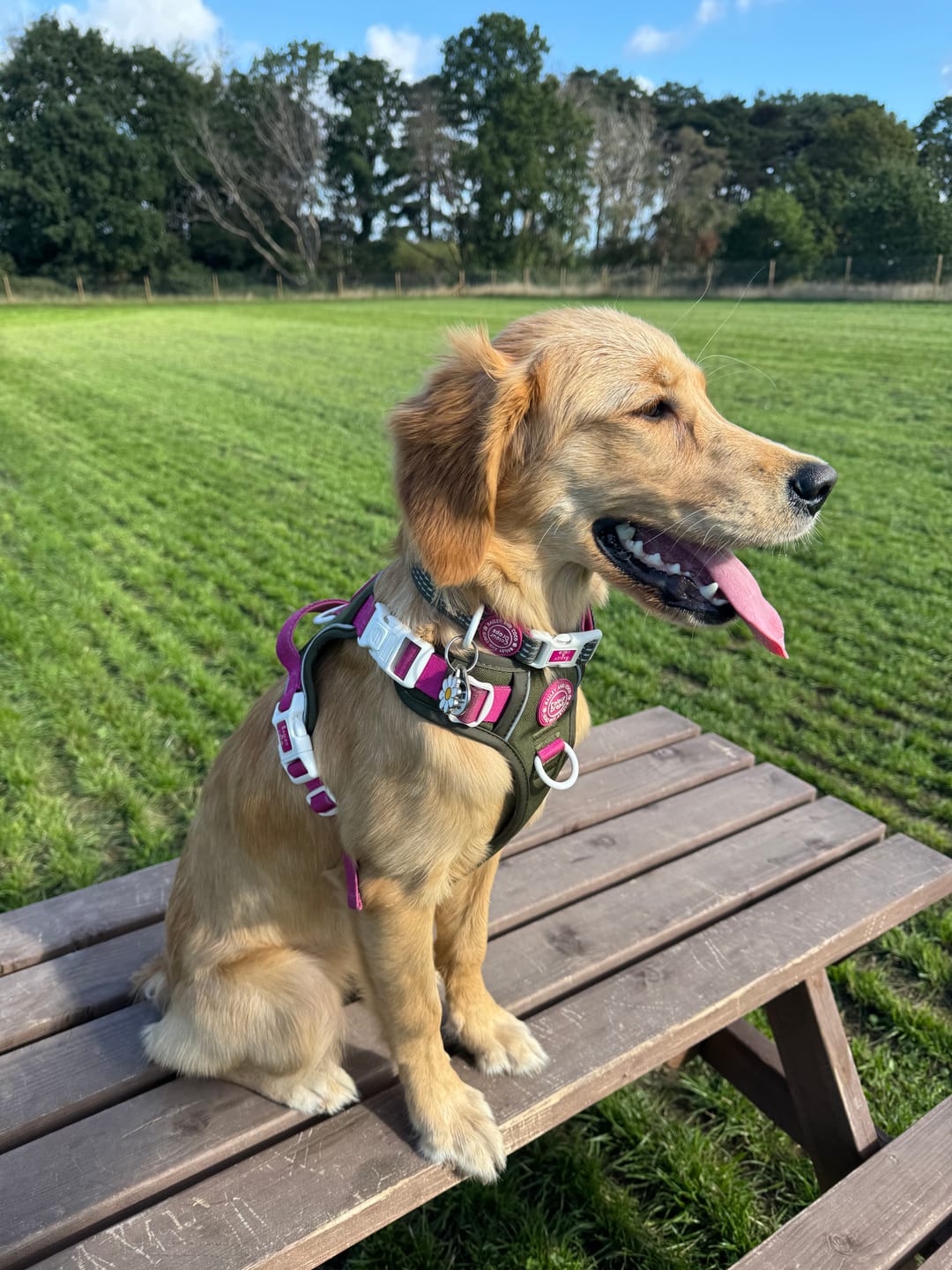 Customer photo review of Trail & Glow Dog Harness - COLOUR DROPS® - Olive it Hot