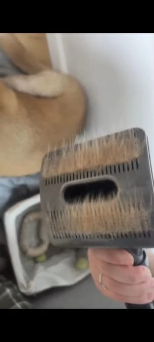 Customer photo review of The MiloPaw™ Ultimate Pet Grooming Vacuum Kit (Dyson Compatible)