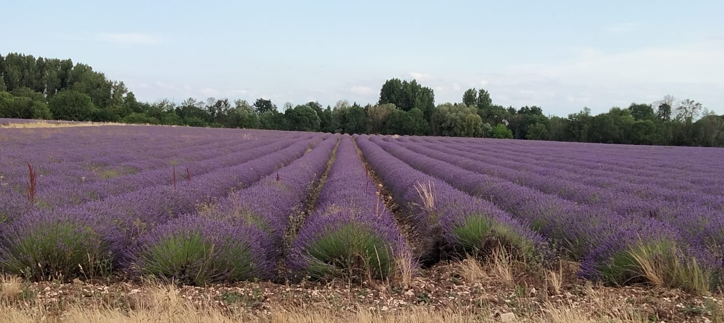 Customer photo review of Broderie Diamant - Route des Cerisiers en Fleurs vers la Pagode