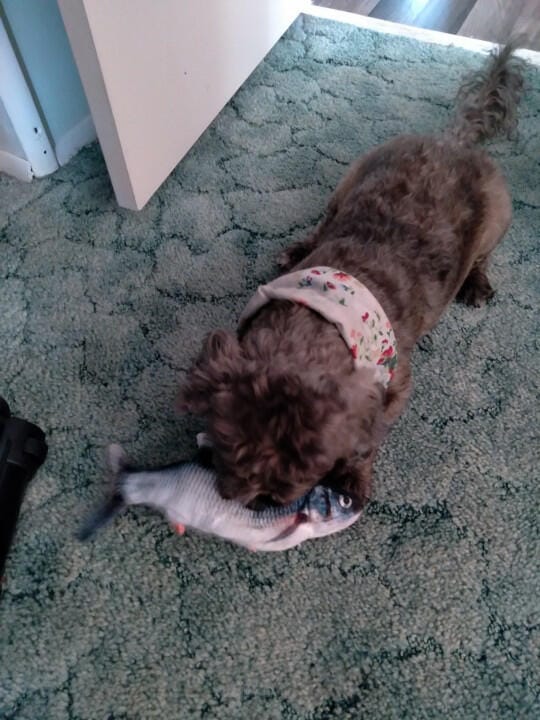 Customer photo review of Floppy Fish - Interactive Dog Toy