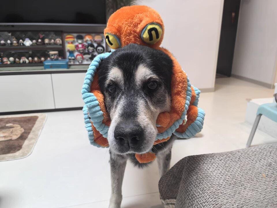 Customer photo review of Big Octopus - Interactive Plush Squeaky Dog Toy