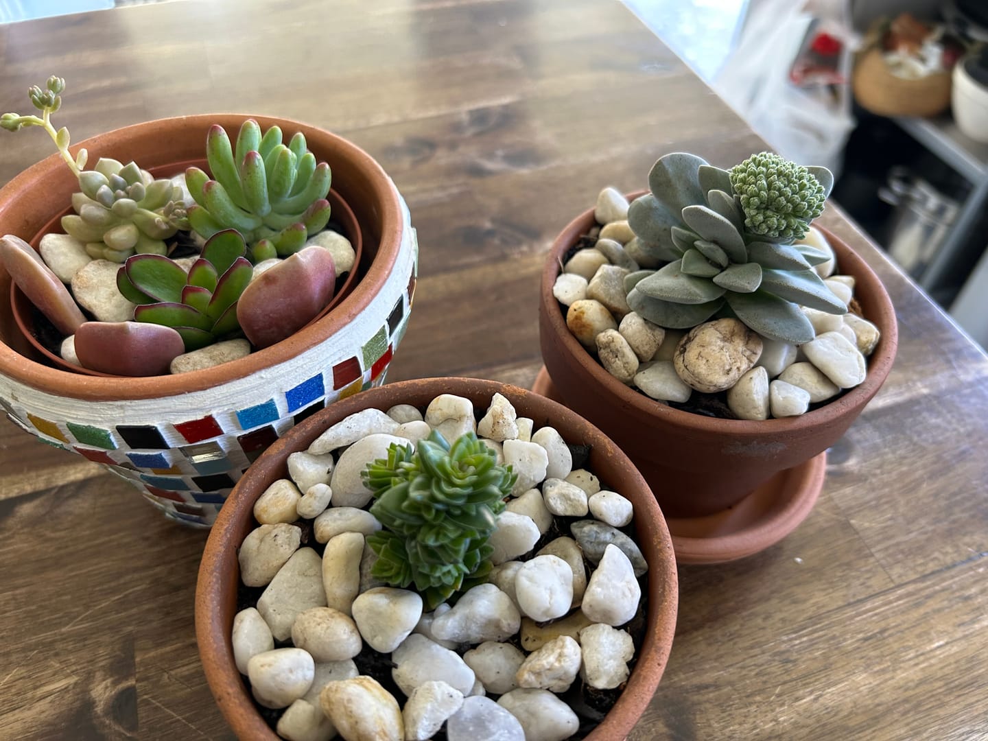 Customer photo review of Crassula 'Fallwood'
