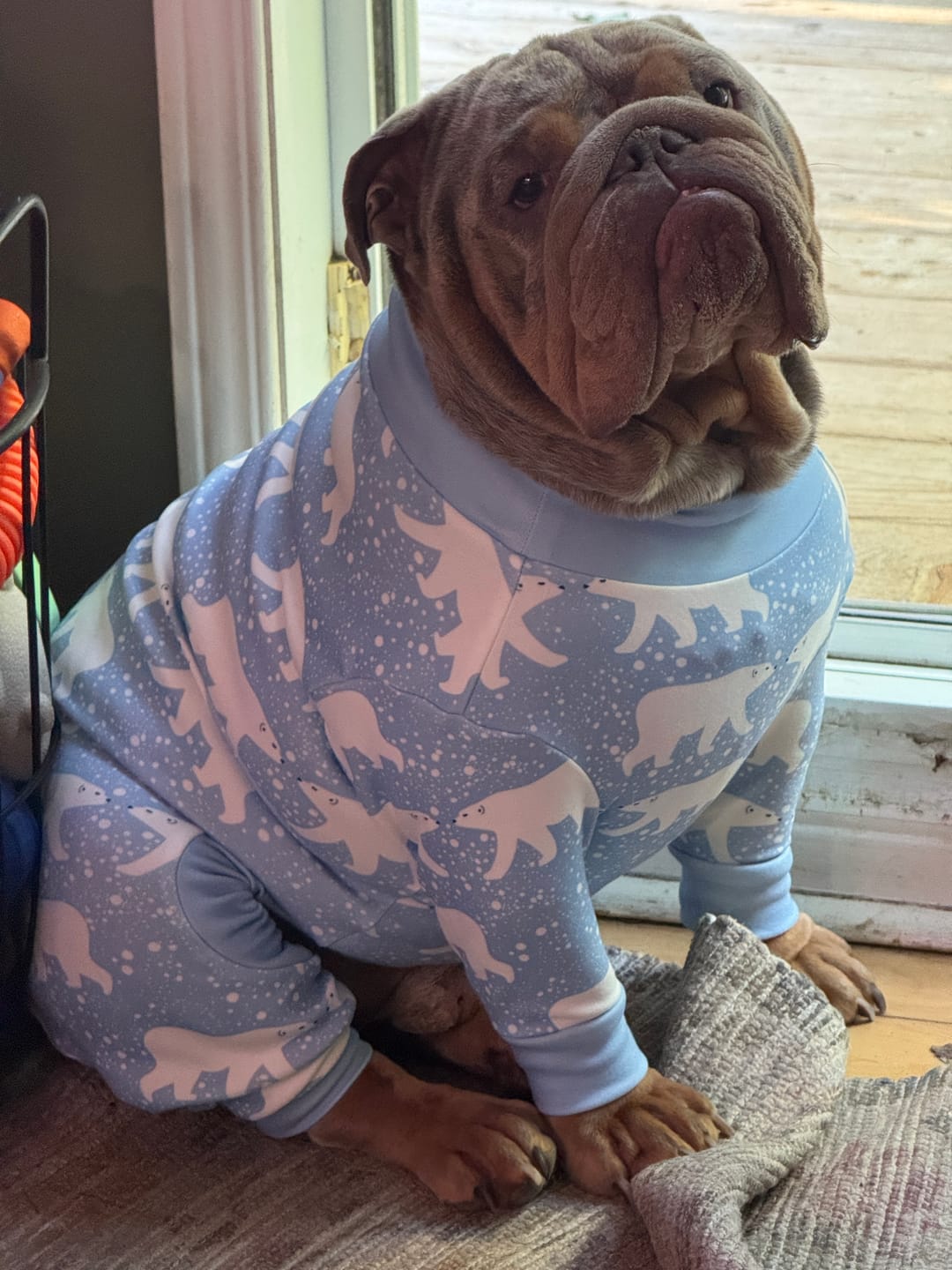 Customer photo review of Dog Pajama - Stars