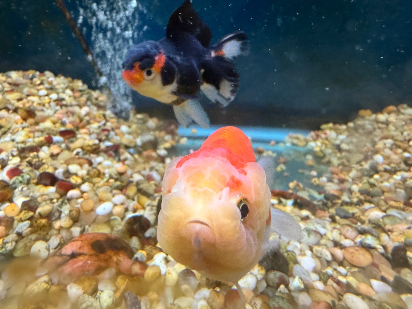 Customer photo review of Live Premium Fancy Goldfish Thai Lionchu Red & White Our Choice (Our Choice)