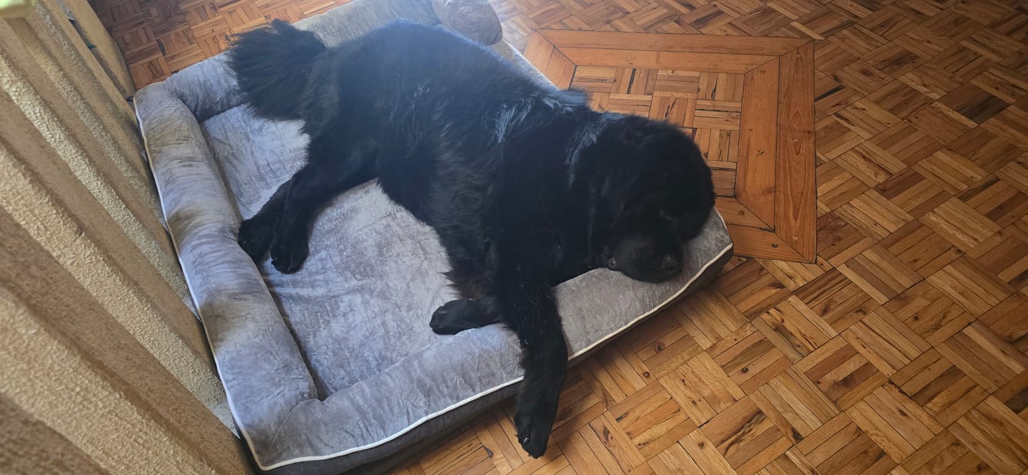 Customer photo review of Cama Ortopédica para Perros