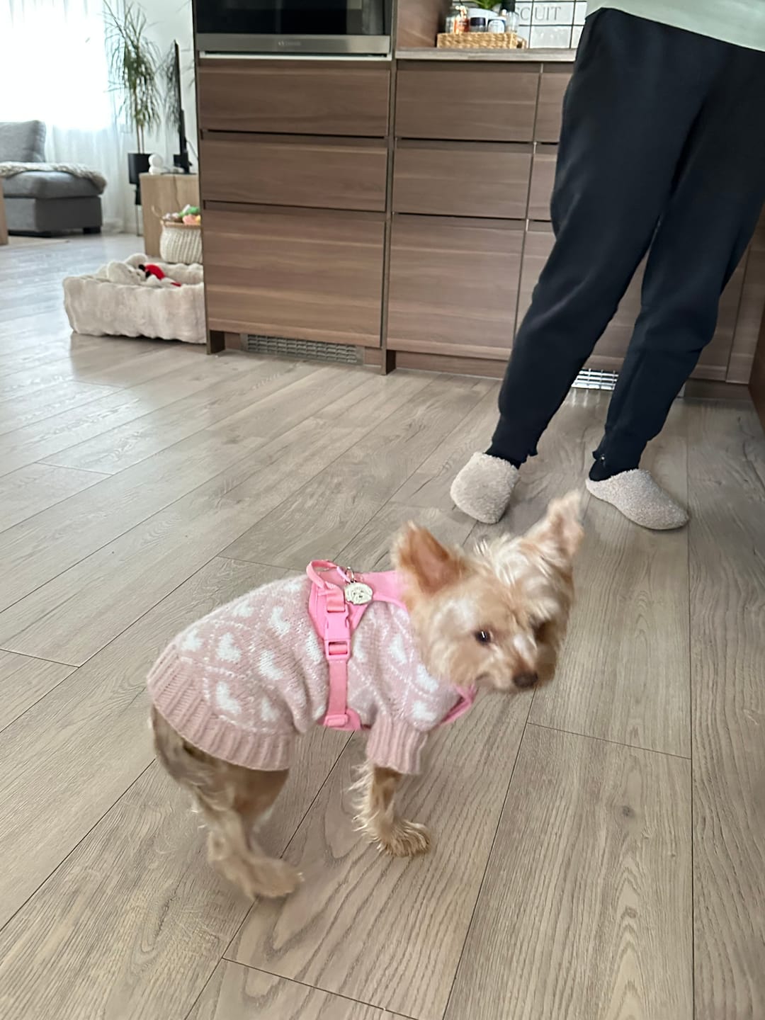 Customer photo review of Rosa hundesele