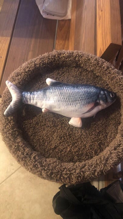 Customer photo review of Floppy Fish - Interactive Dog Toy