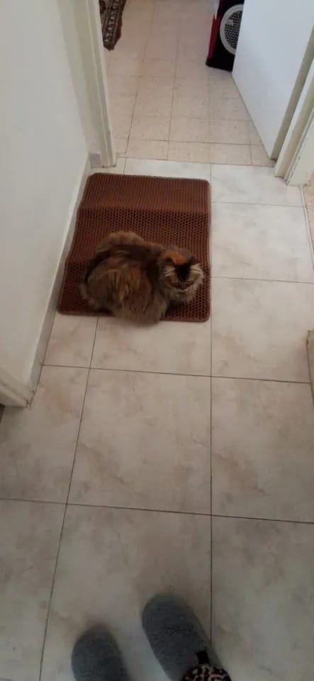 Customer photo review of The MiloPaw™ Ultimate LitterGuard