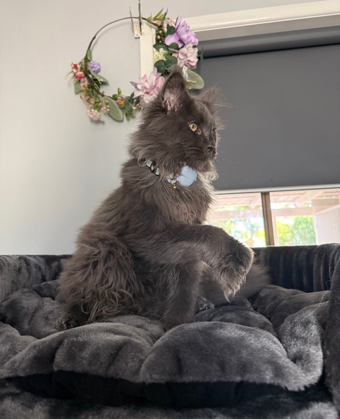 Customer photo review of Handmade Leather Cat Collar - Sky