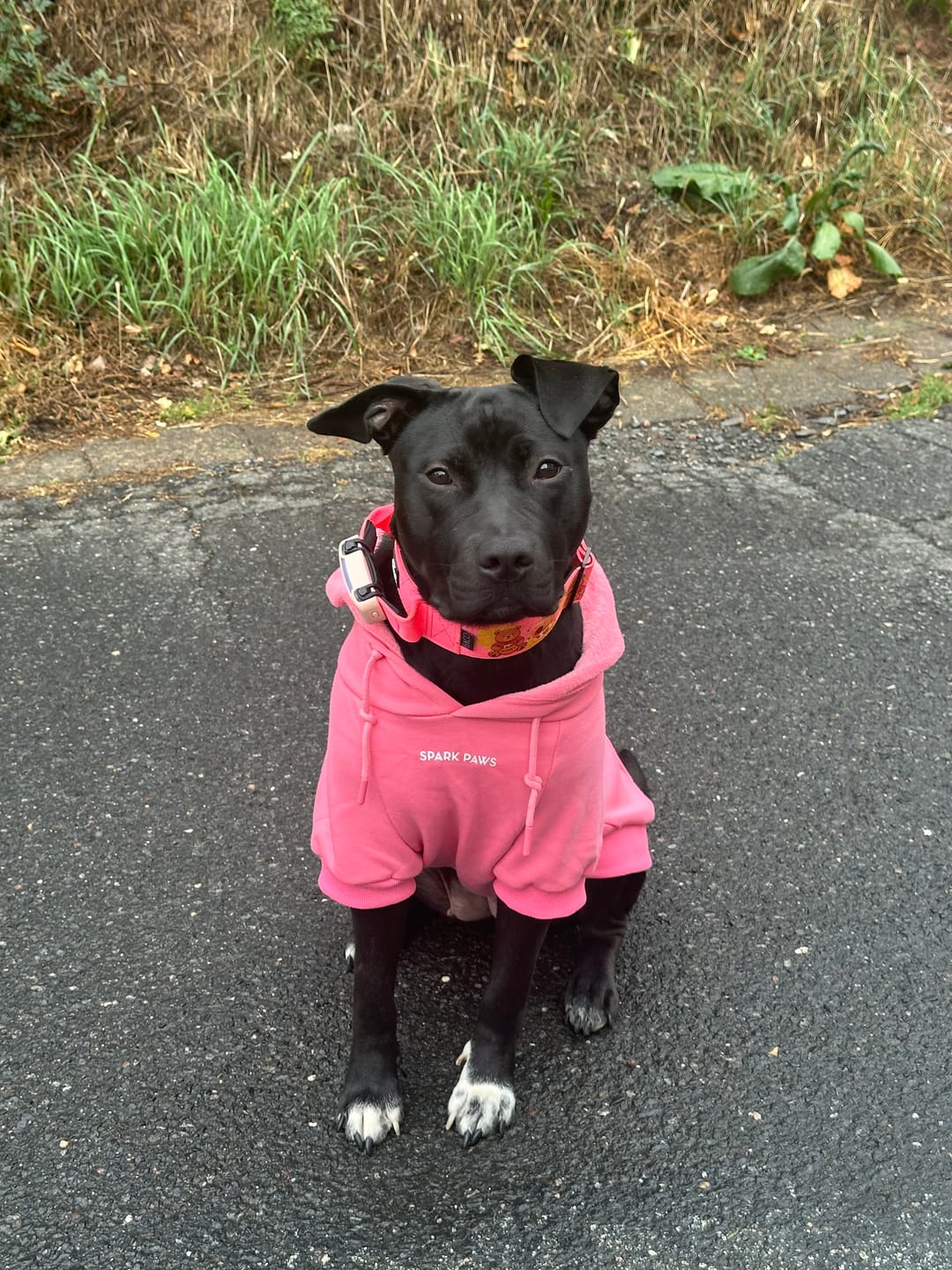 Customer photo review of Essential Dog Hoodie - Blush Pink