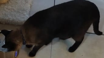 Customer photo review of IsaPet - Fuente de Agua Inalámbrica Mascotas 2.2L