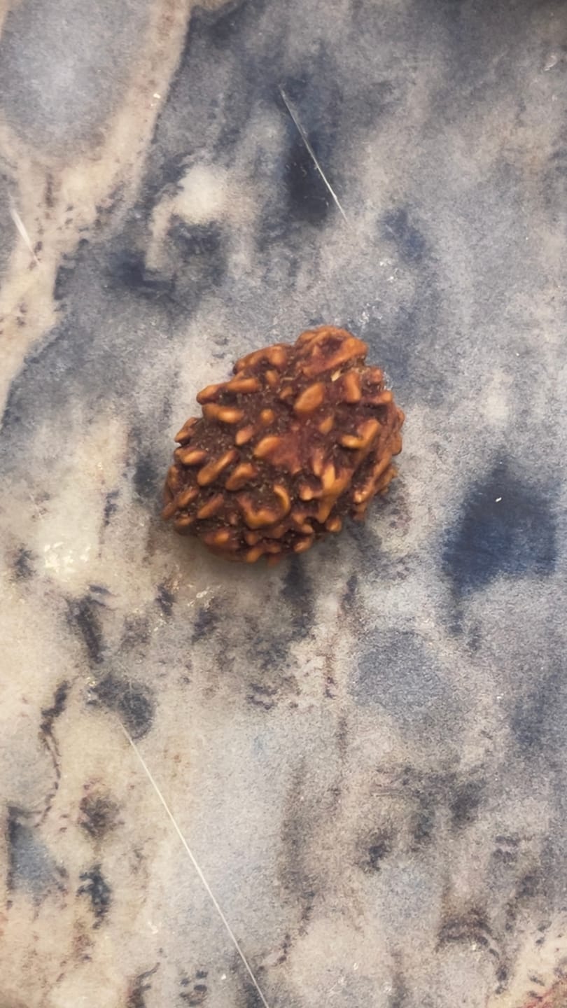 Customer photo review of Certified 1 Mukhi Half Moon Rudraksha – Vastu Remedy for Leadership & Spiritual Enlightenment | Ideal for Crown Chakra & Top Floor Altars