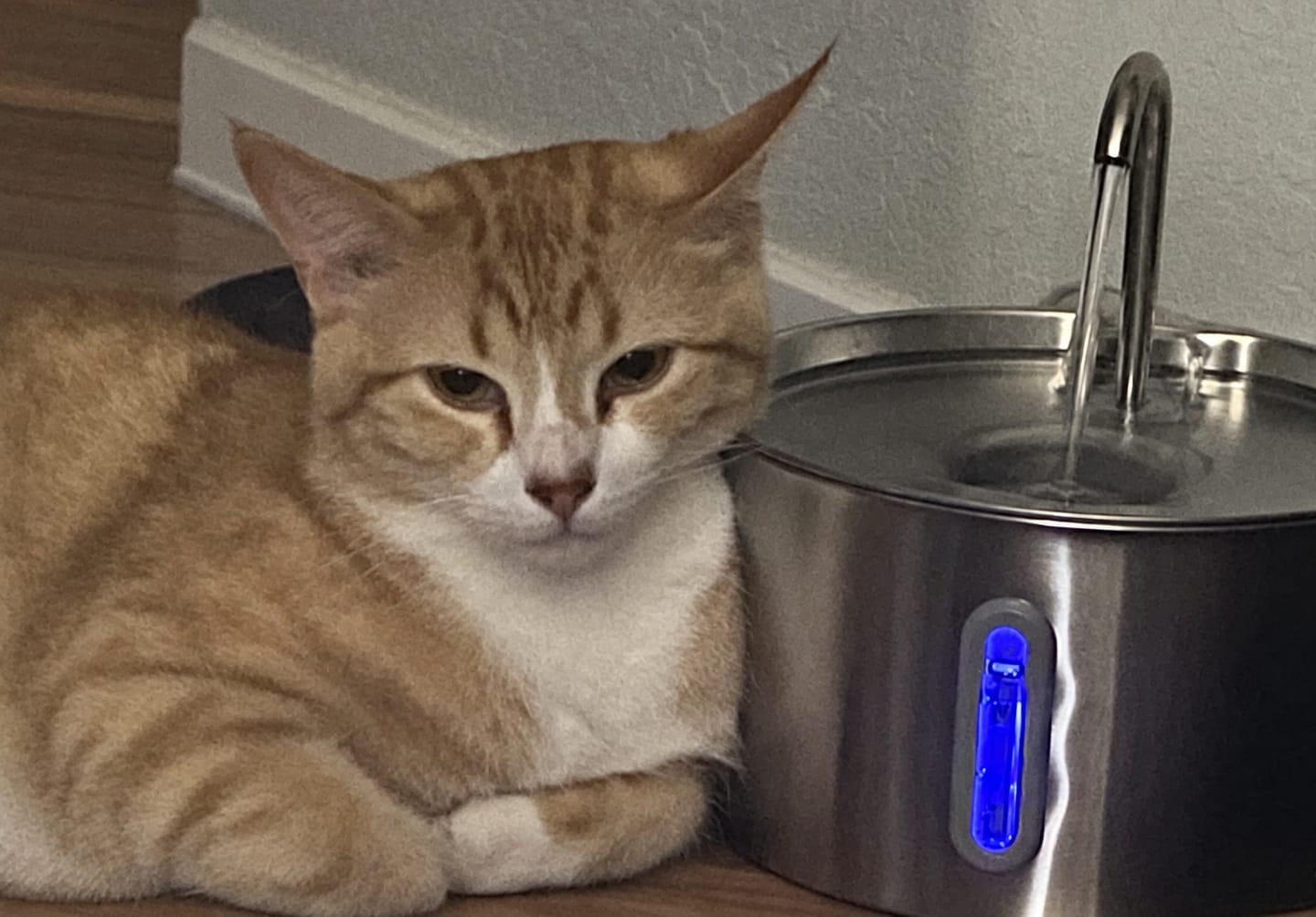 Customer photo review of IsaPet - Fuente de Agua Inalámbrica Mascotas 2.2L