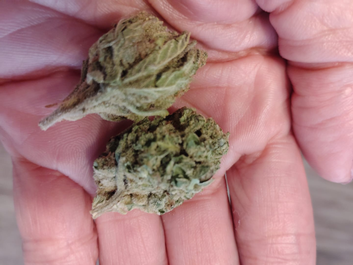 Customer photo review of Blueberry Cough - 28 Grams - Sativa