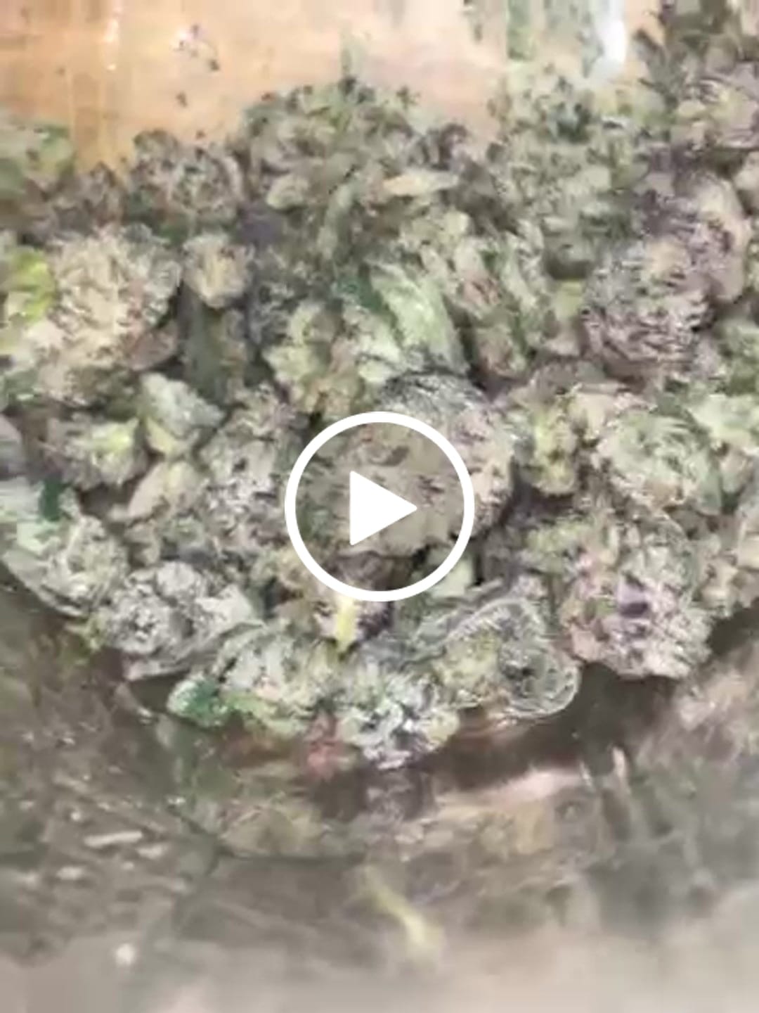 Customer video review of Blueberry Smalls THCA Flower (Exotic)
