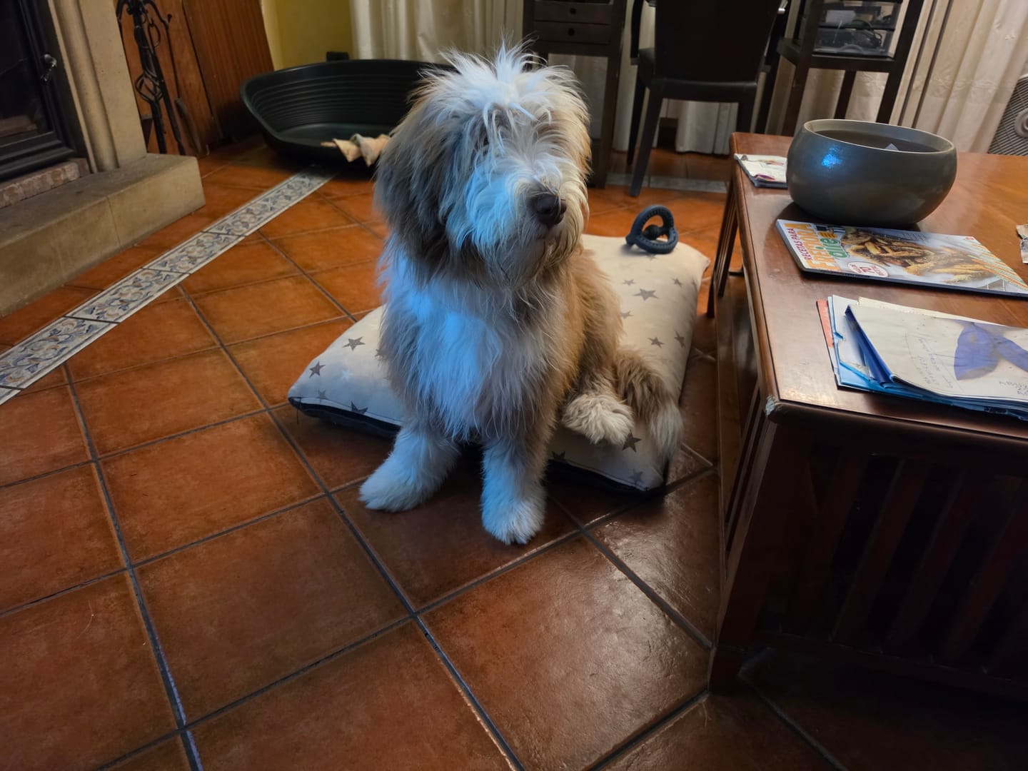 Customer photo review of Grain Free Giant Puppy