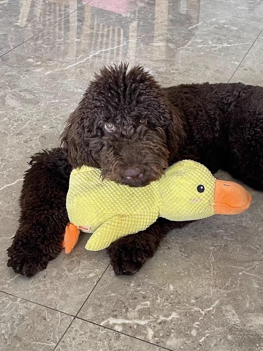 Customer photo review of Calming Duck™ - Interactive Dog Toy