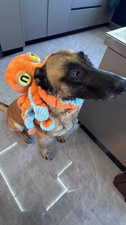 Customer photo review of Big Octopus - Interactive Plush Squeaky Dog Toy