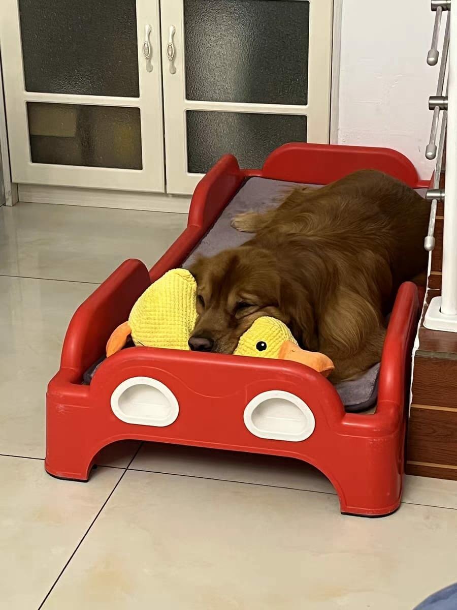 Customer photo review of Calming Duck™ - Interactive Dog Toy