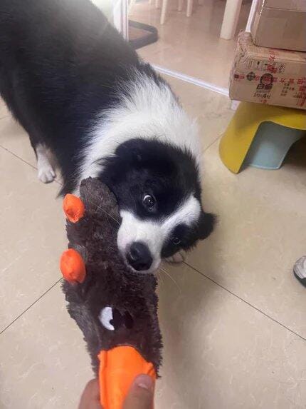 Customer photo review of Quacking Platypus - Interactive Plush Squeaky Dog Toy