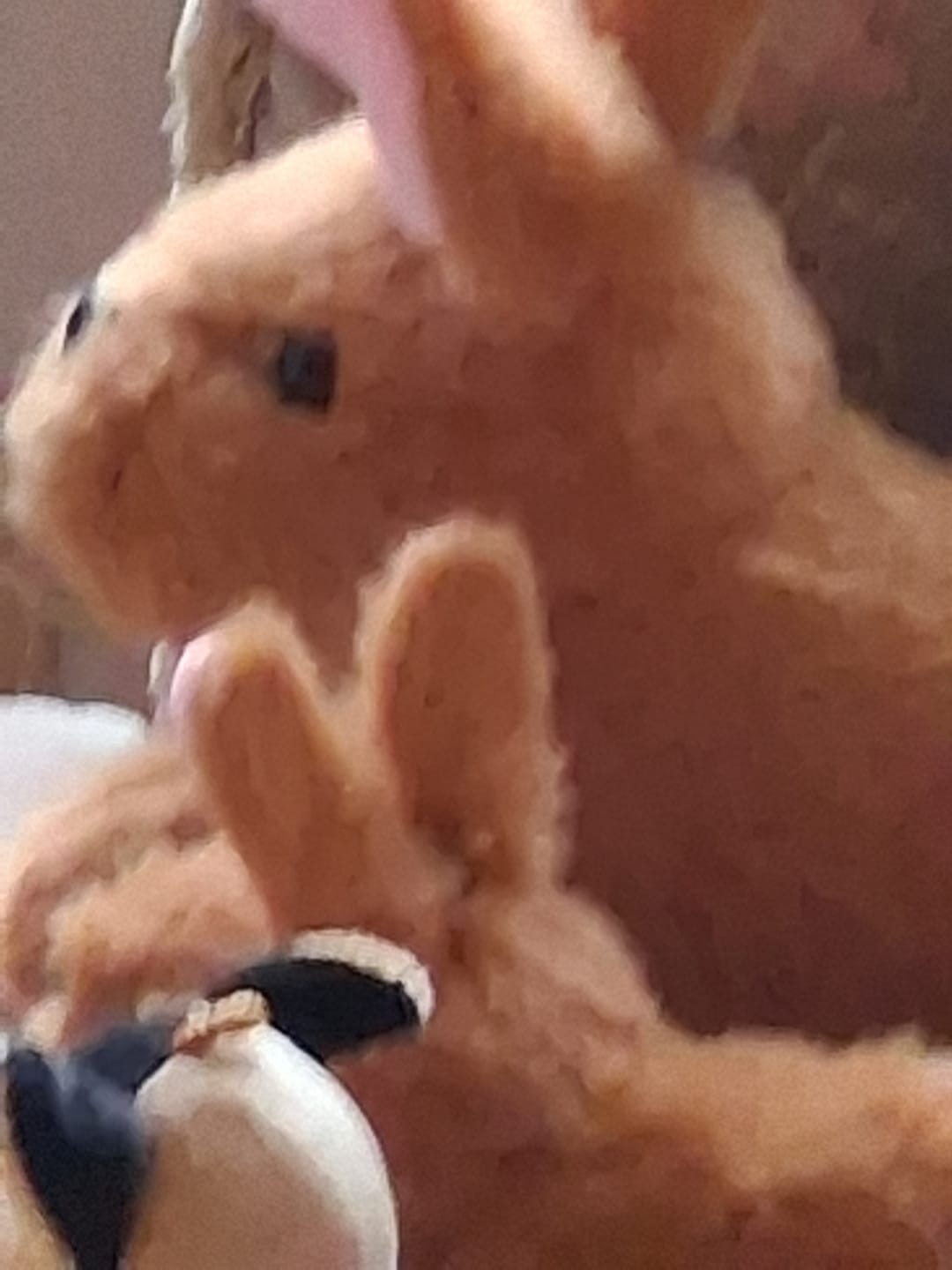 Customer photo review of Baby Brenda the Bunny
