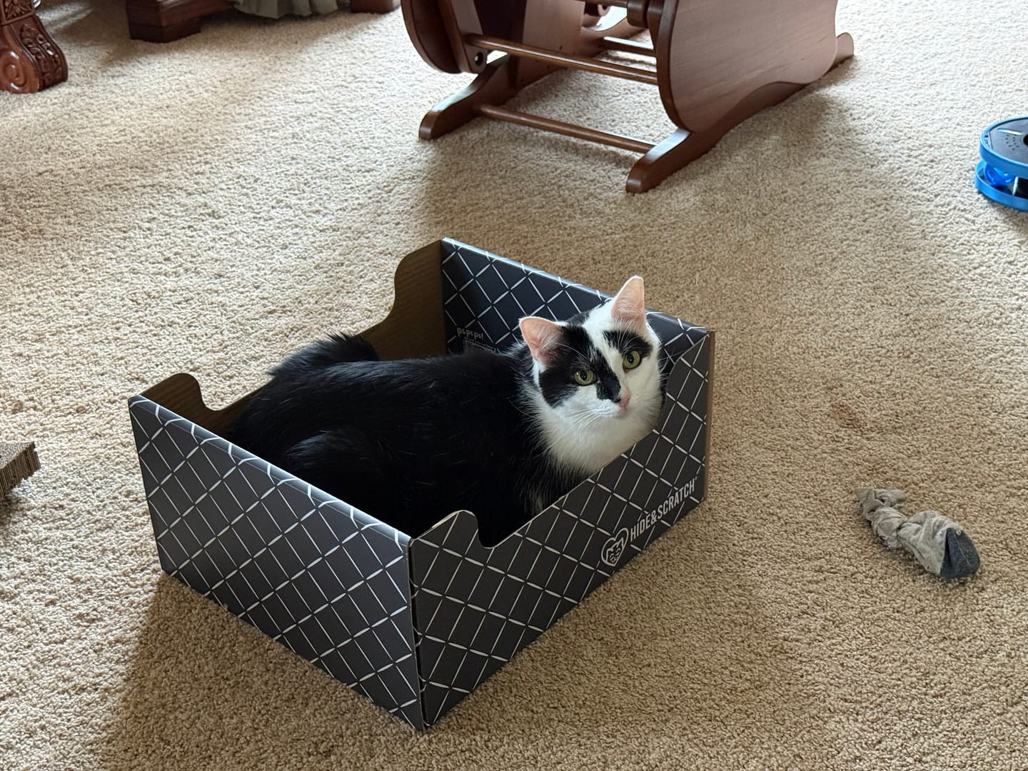 Customer photo review of Hide & Scratch Extra-Large Cat Scratcher Box