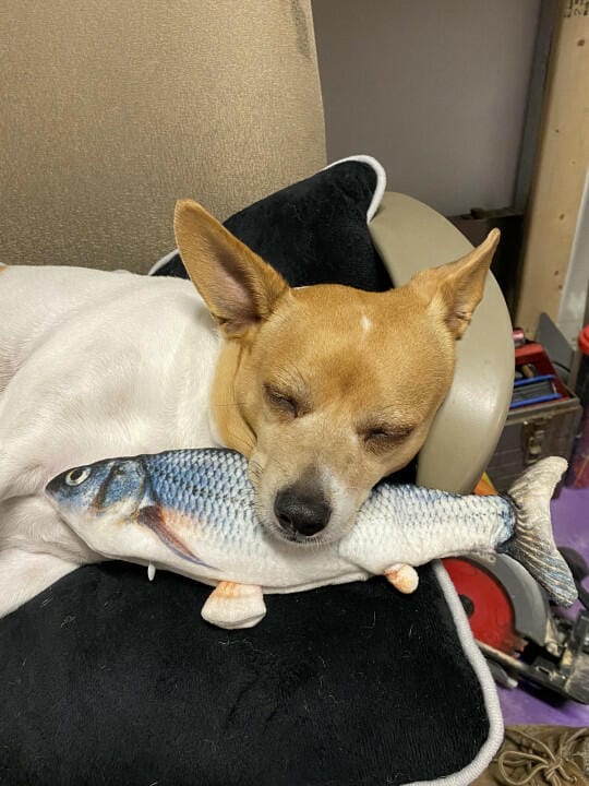 Customer photo review of Floppy Fish - Interactive Dog Toy