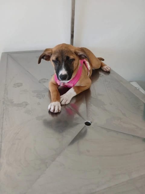 Customer photo review of WUFFLE™ Pet Backpack Harness
