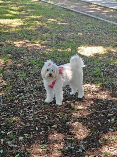Customer photo review of WUFFLE™ Pet Backpack Harness