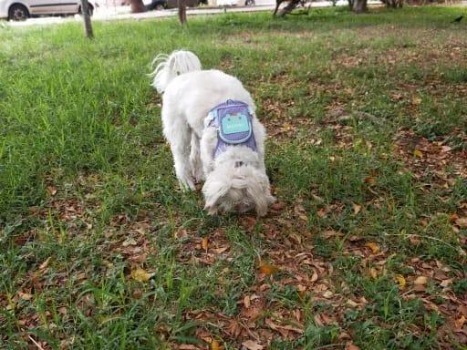Customer photo review of WUFFLE™ Pet Backpack Harness