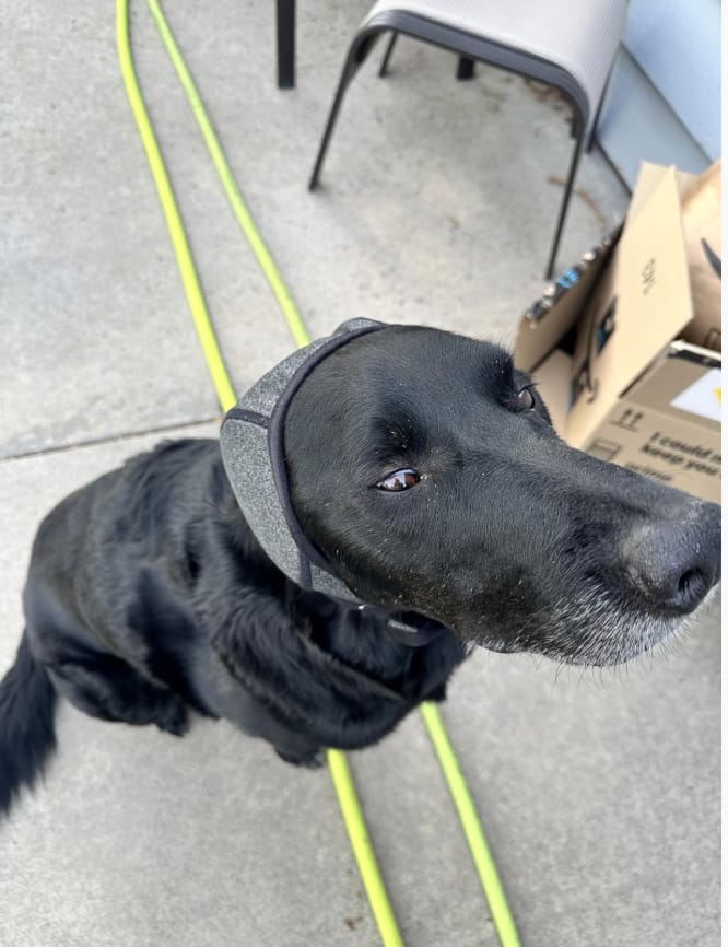 Customer photo review of Orejeras Calmantes Anti-Ansiedad para Perros