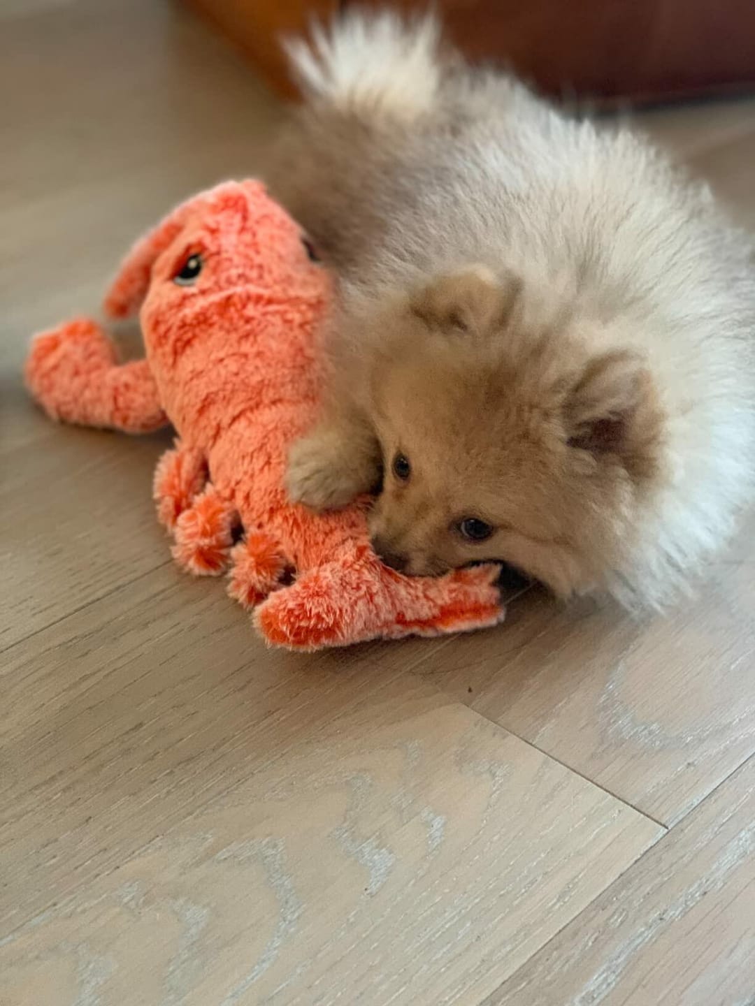 Customer photo review of Floppy Lobster - Interactive Dog Toy