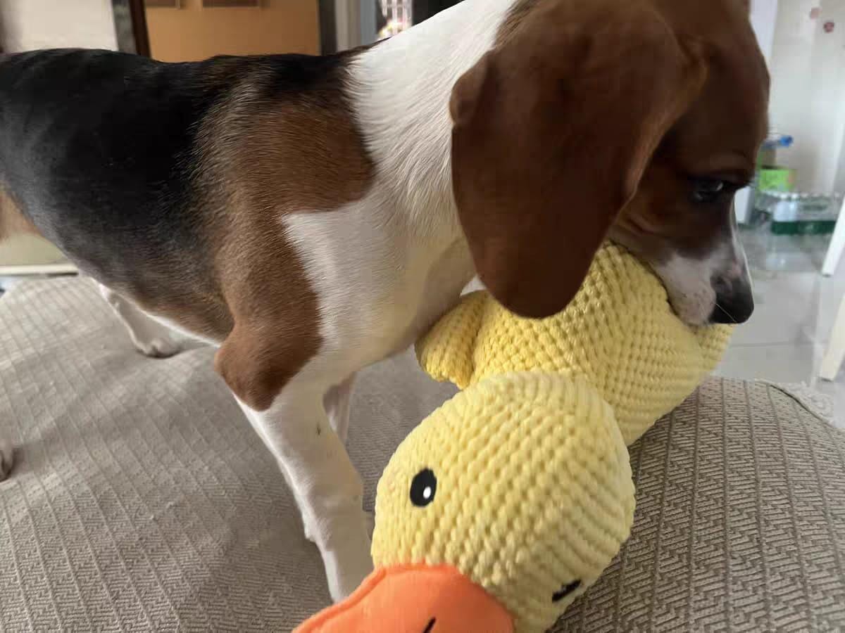 Customer photo review of Calming Duck™ - Interactive Dog Toy